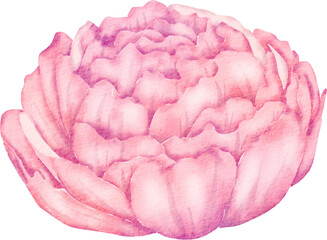 Pink Watercolor Flower illustration