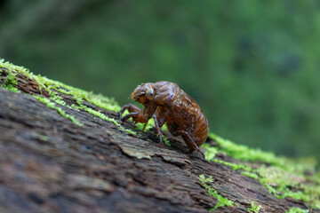 lizard on a tree