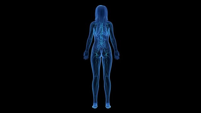 Animation of the structure of a woman's lymphatic system
