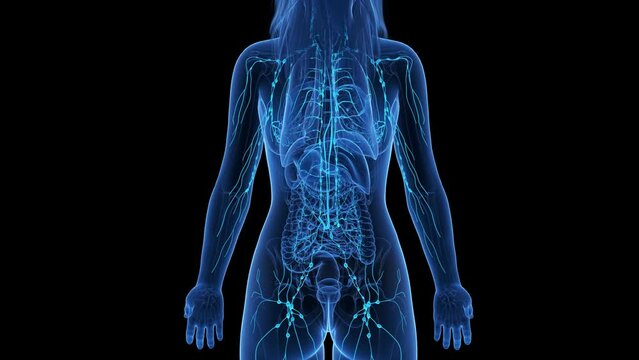 Animation of the structure of a woman's lymphatic system