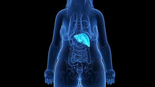 Animation of the adrenal glands of an obese woman