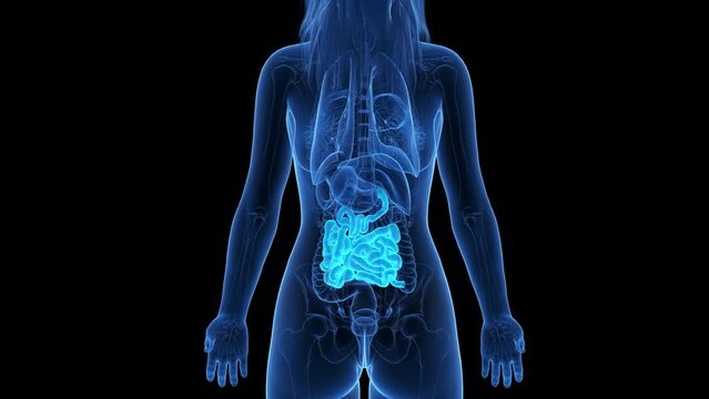 Animation of the structure of a woman's small intestine