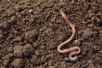 One earthworm on wet soil. Space for text - obrazy, fototapety, plakaty