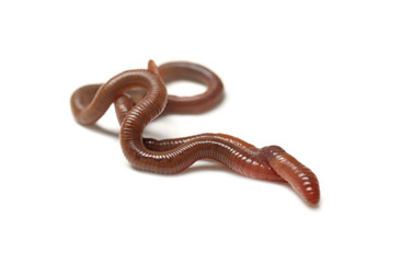 Two earthworms on white background. Terrestrial invertebrates
