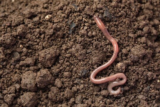 One earthworm on wet soil. Space for text