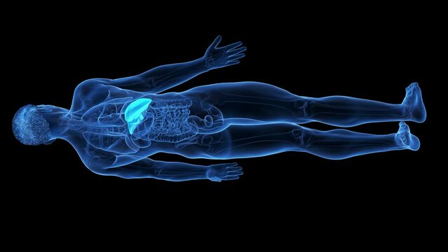 Animation of the structure of a man's liver