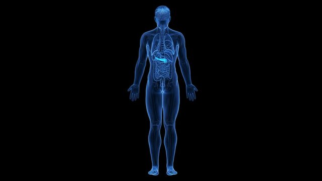 Animation of the structure of a man's pancreas