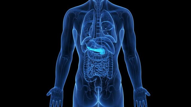 Animation of the structure of a man's pancreas