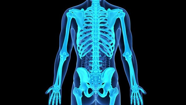 Animation of the structure of a man's pancreas