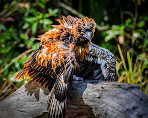 Buzzard