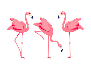 vector with pink flamingos in different poses. set of flamingo poses