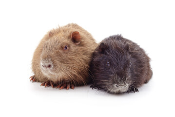 Two young nutria.