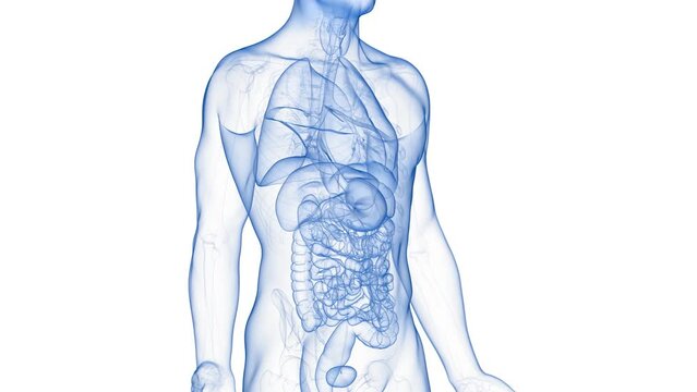 Animation of a neoplasm in the stomach