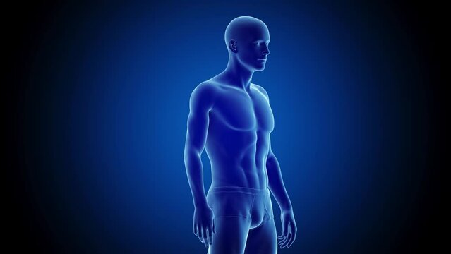 Man changing from endomorphic to mesomorphic body, animation