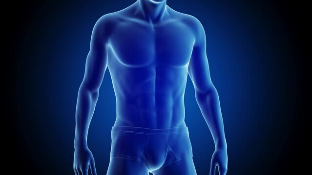 Animation of man changing from overweight to athletic