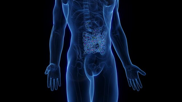 Animation of the small intestinal microflora of a man