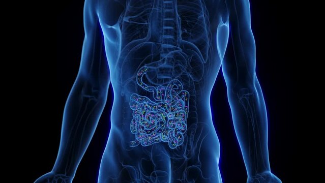 Animation of normal intestinal flora in man's small bowel