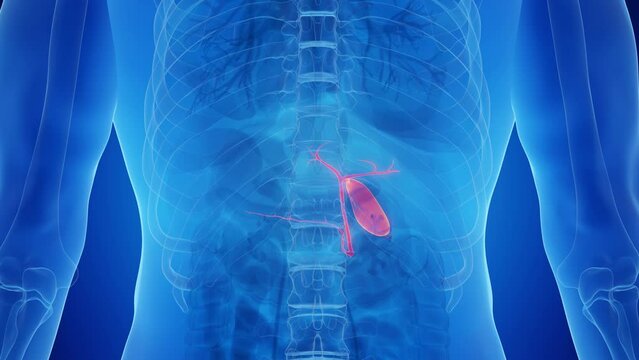 Animation of healthy male human's gallbladder