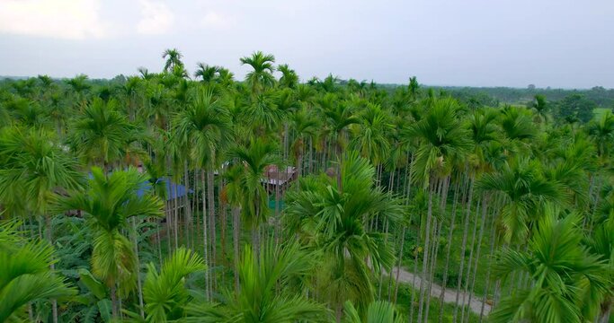 Aerial view of tall Areca nut and coconut palm trees surrounding the habitation of farmers in the Terai region of Nepal. Farmers rely on this plantation for their income. Scenic beauty and greenery 4K