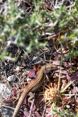 Erhard's wall lizard in Santorini, Greece
