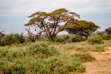 Fototapeta na wymiar Savannah grassland landscapes with acacia trees in Amboseli National Park, Kenya
