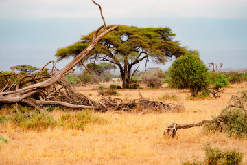 A herd of zebras grazing amidst umbrella thorn acacia tree in Amboseli National Park, Kenya