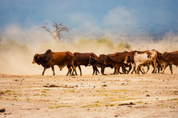 Fototapeta na wymiar A herd of masai boran cattle grazing in the wild at Amboseli National Park, Kenya
