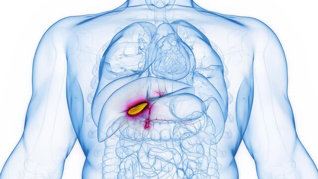 Animation of the gallbladder of a healthy adult male
