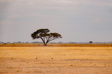 The savannah grassland laandscapes with Umbrella Thorn Acacia tree in the background at Amboseli...