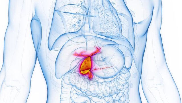 Animation of man's gallbladder and biliary tree
