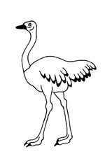 Ostrich. Vector stock illustration eps10. Isolate on white background, outline, hand drawing.