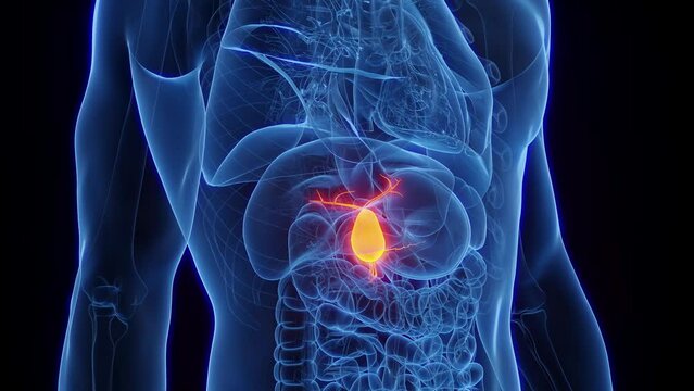 Animation of a healthy man's gallbladder