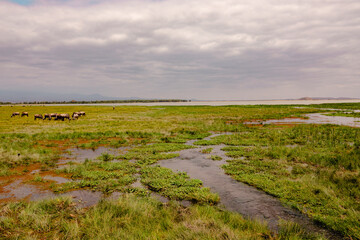 A herd of Southern white bearded wildebeast at Amboseli National Park, Kenya 