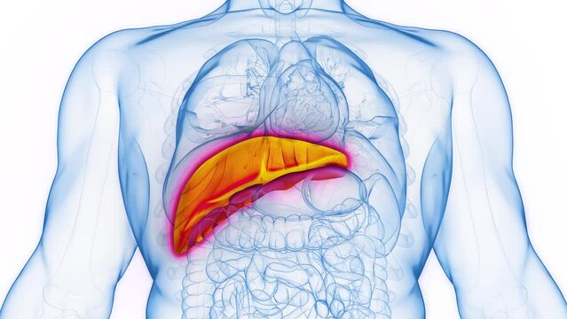 Animation of a human male's liver
