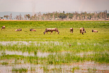 A herd of Southern White bearded wildebeast grazing in the wild at Amboseli National Park, Kenya