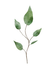 green leaf isolated on white background