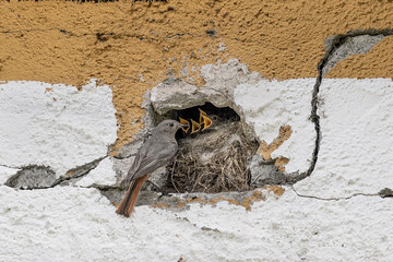 It's time to feed, black redstart family on nest (Phoenicurus ochruros)