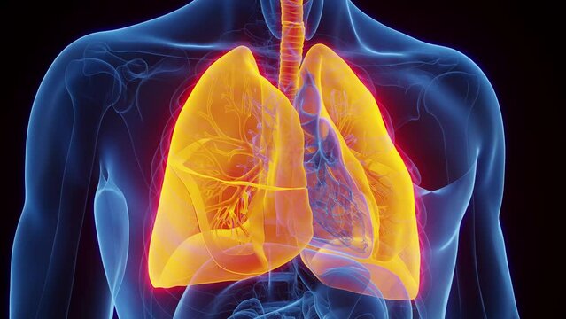 Animation of a man's lower respiratory system