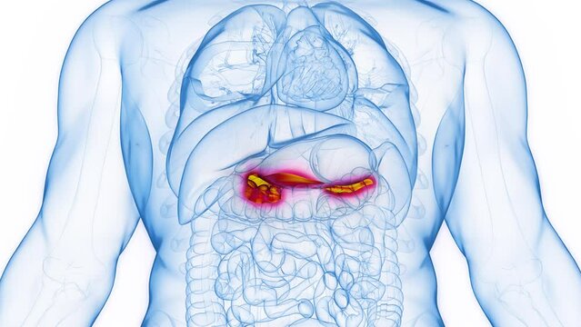 Animation of an adult male's healthy pancreas