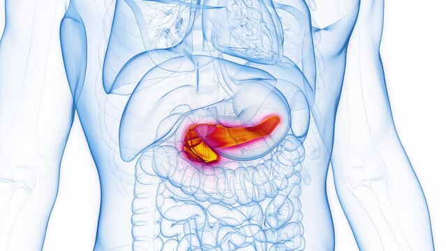 Animation of a healthy human male's pancreas