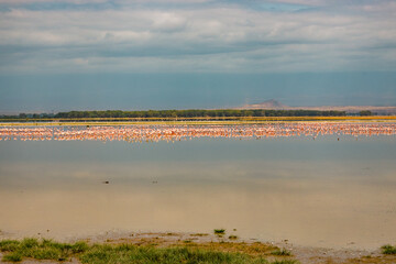 A safari vehicle amidst lesser flamingos at Amboseli National Park, Kenya
