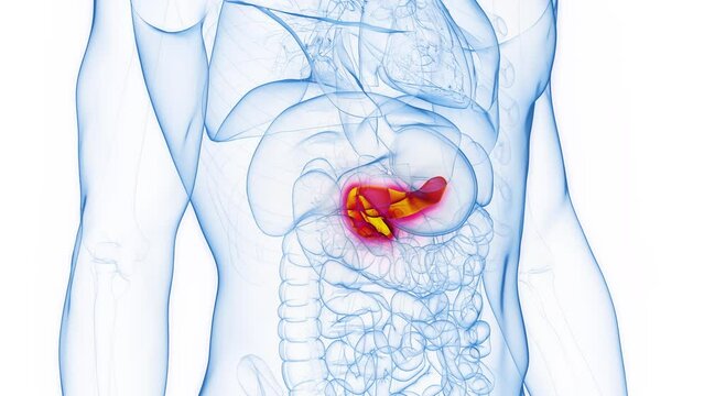 Animation of a man's pancreas