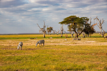 A herd of zebras grazing amidst umbrella thorn acacia tree in Amboseli National Park, Kenya
