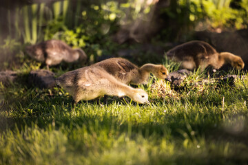 Tiny young fluffy canada goslings on grass in the warm light of sunrise in Germany, Europe