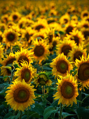 Glowing sunflowers - Leuchtende Sonnenblumen