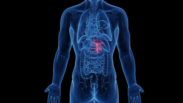 Animation of gallbladder and biliary tree of adult male