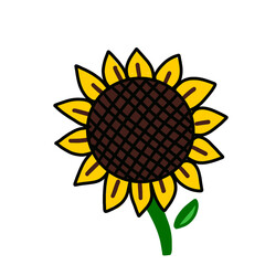 sunflower isolated on white