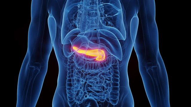Animation of the male pancreas