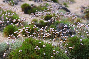 Spiny thrift flowers (Armeria pungens)