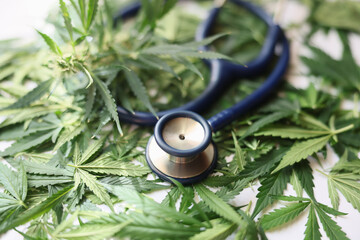 Medical stethoscope and green marijuana leaves closeup. Medical marijuana benefits and harms